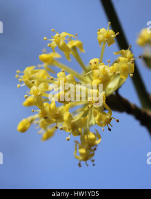 Die frühen leuchtenden gelben Blüten von Cornus Mas auch bekannt als Cornelian Cherry, Europäische Kornelkirsche oder Cornelian Cherry Hartriegel, sonnenbeschienenen Hintergrund Stockfoto