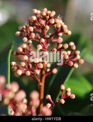 Die ungeöffnete rosa Blütenknospen Skimmia Japonica auch bekannt als japanische Skimmia ein Frühling Blüte immergrüner Strauch. Stockfoto