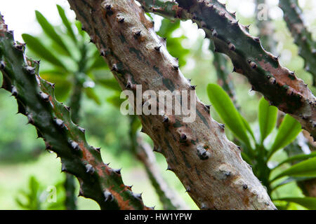 Die Stacheln auf der Barrel Cactus Nahaufnahme in den Tropen, Indonesien Stockfoto