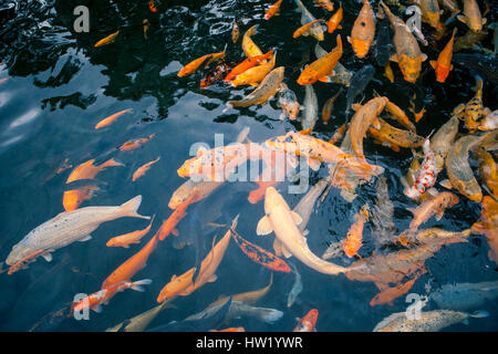 Viele rote Fische in den Teich-Nahaufnahme Stockfoto