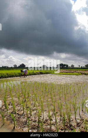 Indien Westbengal, Dorfes Gandhiji Songha, SRI System der Reis Intensivierung, Reisanbau, Neupflanzung von Reis Sämlinge in genaue Entfernung in Regen gefüttert Reisfeld / INDIEN Westbengalen, Dorf Gandhiji Songha Bauer Madhusudan Meyer, Landwirtschaft, Anpassung eine Höhle Klimawandel, Verbesserung des Anbau Durch SRI System Zur Intensivierung des Reisanbau Stockfoto