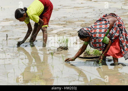 Indien Westbengal, Dorf Gandhiji Songha, SRI System von Reis Intensivierung, Paddy Anbau, die wiederbepflanzung von Reis Sämlinge in den genauen Abstand Platz für Unkrautbeseitigung von Hand zu haben und für besseres Pflanzenwachstum die Renditen zu erhöhen. Stockfoto