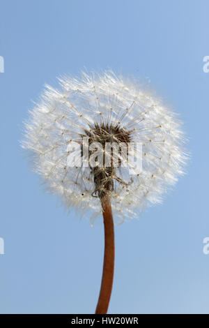 weiße Löwenzahn Uhr gegen blauen Himmel Stockfoto