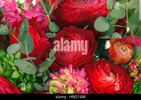 Ranunkulyus Blumenstrauß rot auf weißem Hintergrund Stockfoto