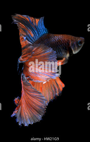 Aktion der Haft Mond Schweif orange grün Betta Fische oder siamesische Kampffische Foto in Flash-Studio-Beleuchtung. Stockfoto