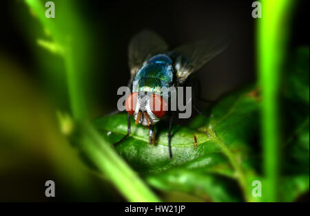 Eine Fliege auf dem Blatt in Natur Foto in Outdoor-Blitz Licht niedrigen hellen und dunklen Schatten. Stockfoto