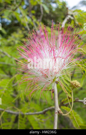 Silk Baum (Albizia) Kololi Senigambia Gambia Westafrika Stockfoto