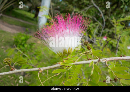 Silk Baum (Albizia) Kololi Senigambia Gambia Westafrika Stockfoto