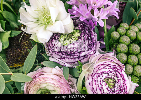 Ranunkulyus Blumenstrauß rot auf weißem Hintergrund Stockfoto