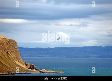 White-tailed Seeadler gleiten über den Klippen oberhalb Carsaig Bögen auf der Isle of Mull Inn der Inneren Hebriden in Schottland Stockfoto