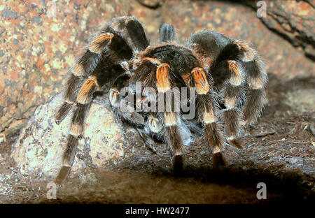 Mexikanische rote kneten Vogelspinne (Brachypelma Smithi) Stockfoto