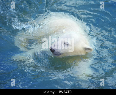 Kleinen weißen Eisbären Schwimmen im Wasser Stockfoto