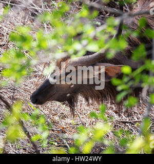 Eine Erwachsene männliche Nyala-Antilope. Die Nyala ist ein schüchtern und zurückhaltend Tier, die neigt, im Dickicht verborgen bleiben, anstatt zu riskieren, offene Räume, wo es langgeht Stockfoto