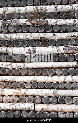 Wand der alten Birke Protokolle Stockfoto