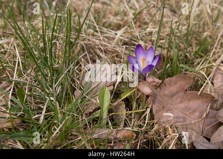 Schöne Landwirt Krokus auf der Straße - März 2017 Groningen Niederlande Stockfoto