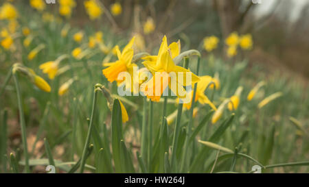 Beaustiful Narzissen auf der Straße während Frühling - März 2017 Groningen Niederlande Stockfoto