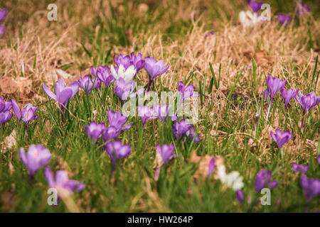 Schöne Landwirt Krokus auf der Straße - März 2017 Groningen Niederlande Stockfoto