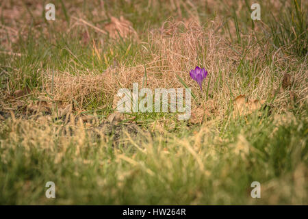 Schöne Landwirt Krokus auf der Straße - März 2017 Groningen Niederlande Stockfoto