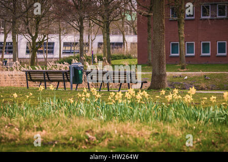 Ein Blick vom leeren Bänken neben Blumen - März 2017 Groningen Niederlande Stockfoto