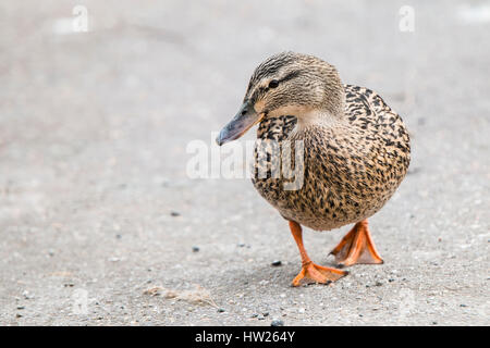 Eine niedliche Ente zu Fuß auf der Straße - März 2017 Groningen Niederlande Stockfoto