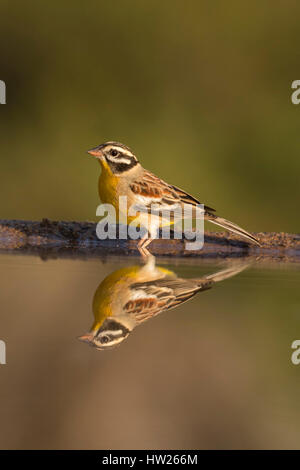 Golden-Wimpel (Emberiza Flaviventris) Brüsten, Zimanga privaten Wildgehege, KwaZulu-Natal, Südafrika, Juni 2016 Stockfoto