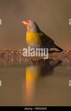 Grün-winged Pytilia (Pytilia Melba), Zimanga private Game reserve, KwaZulu-Natal, Südafrika, Juni 2016 Stockfoto