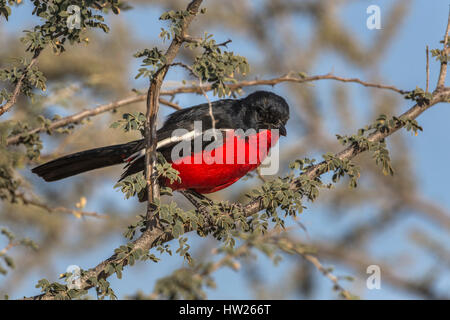 Crimson-breasted Würger (Lanarius Atrococcineus), Kgalagadi Transfrontier Park, Südafrika, Juni 2016 Stockfoto