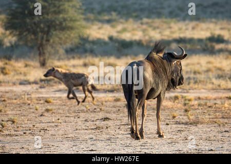 Gemeinsame (blau) GNU (Gnu) (Connochaetes Taurinus) gerade entdeckt zerbeissen (Crocuta Crocuta), Kgalagadi Transfrontier Park, Südafrika, Juni 201 Stockfoto