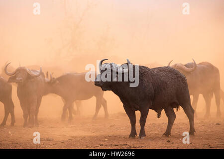 Kaffernbüffel (Syncerus Caffer) Herde, Zimanga private Game reserve, KwaZulu-Natal, Südafrika, September 2016 Stockfoto
