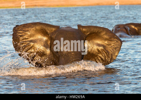 Afrikanischer Elefant (Loxodonta Africana) im Wasser, Chobe River, Botswana, Juni 2016 Stockfoto