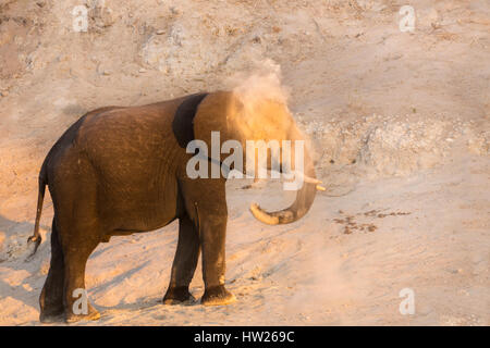 Afrikanischer Elefant (Loxodonta Africana) im Staub Bad, Chobe Nationalpark, Botswana, Juni 2016 Stockfoto