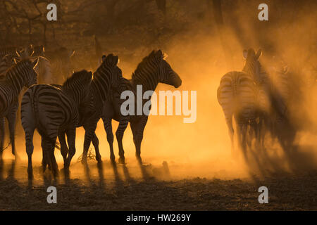 Ebenen Zebra (Equus Quagga), Zimanga private Game reserve, KwaZulu-Natal, Südafrika, Juni 2016 Stockfoto