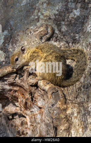 Baum (gelb-footed) Eichhörnchen (Paraxerus Cepapi), Chobe Nationalpark, Botswana, Juni 2016 Stockfoto