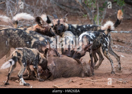 Afrikanischer Wildhund (LYKAON Pictus) Fütterung auf Warzenschwein (Phacochoerus Africanus), Zimanga private Game reserve, KwaZulu-Natal, Südafrika, September 201 Stockfoto