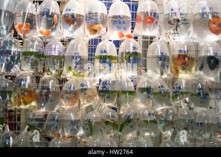 Aquarium Fisch in Plastiktüten zum Verkauf in der Goldfish Market in Mong Kok, Hong Kong angezeigt. Stockfoto