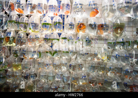 Aquarium Fisch in Plastiktüten zum Verkauf in der Goldfish Market in Mong Kok, Hong Kong angezeigt. Stockfoto