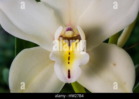 Nahaufnahme von einer weißen Cymbidium Orchidee Blume Stockfoto