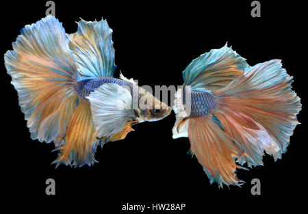 Betta Fisch in Freiheit handeln und zeigen die schönen Flossen Schweif Foto Blitzbeleuchtung. Stockfoto