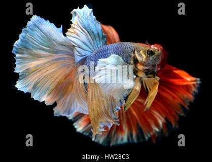 Betta Fisch in Freiheit handeln und zeigen die schönen Flossen Schweif Foto Blitzbeleuchtung. Stockfoto