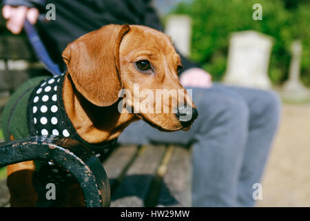 Dackel Welpe in ein Vlies und Kabelbaum sitzen auf einer Bank im Park mit seinem Besitzer. Stockfoto