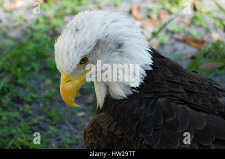 Tierwelt Stockfoto