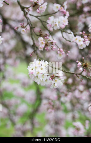 Prunus Pandora. Pandora-Kirsche. Japanische Kirschbaum Blüte Blüte Anfang März. UK Stockfoto