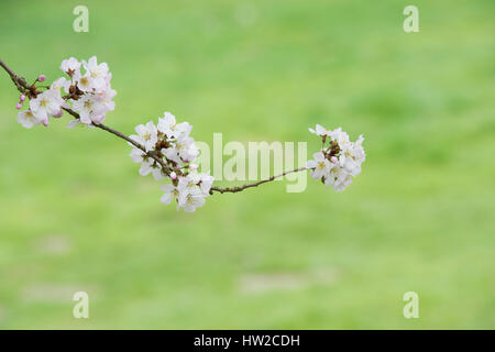 Prunus Pandora. Pandora-Kirsche. Japanische Kirschbaum Blüte Blüte Anfang März. UK Stockfoto