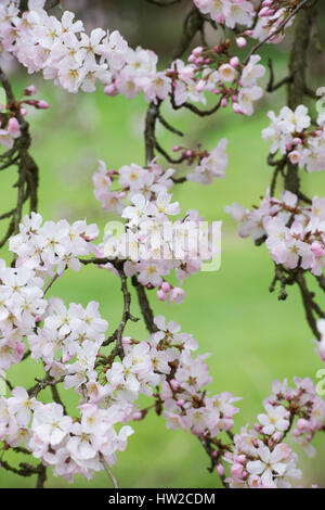 Prunus Pandora. Pandora-Kirsche. Japanische Kirschbaum Blüte Blüte Anfang März. UK Stockfoto