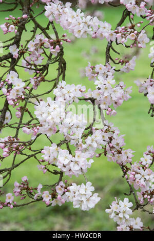 Prunus Pandora. Pandora-Kirsche. Japanische Kirschbaum Blüte Blüte Anfang März. UK Stockfoto