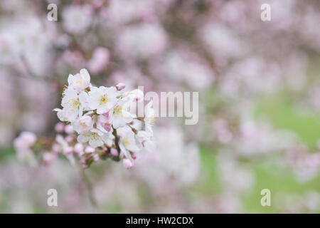 Prunus Pandora. Pandora-Kirsche. Japanische Kirschbaum Blüte Blüte Anfang März. UK Stockfoto