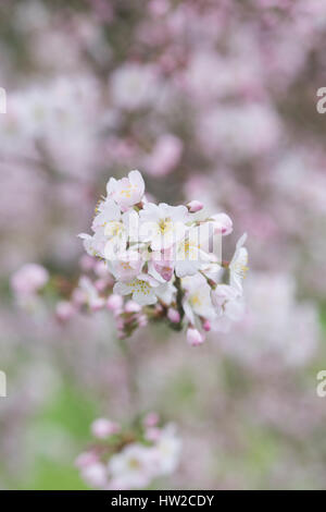 Prunus Pandora. Pandora-Kirsche. Japanische Kirschbaum Blüte Blüte Anfang März. UK Stockfoto