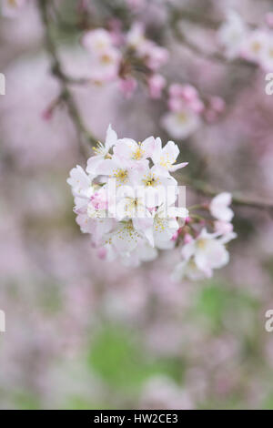 Prunus Pandora. Pandora-Kirsche. Japanische Kirschbaum Blüte Blüte Anfang März. UK Stockfoto