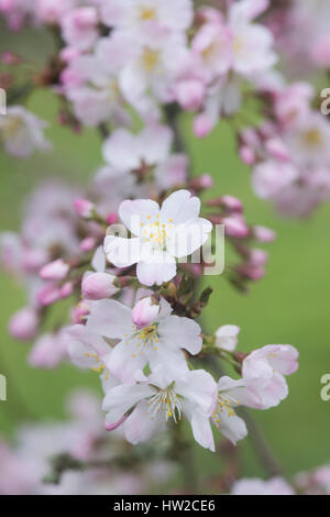 Prunus Pandora. Pandora-Kirsche. Japanische Kirschbaum Blüte Blüte Anfang März. UK Stockfoto