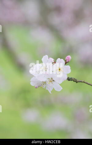 Prunus Pandora. Pandora-Kirsche. Japanische Kirschbaum Blüte Blüte Anfang März. UK Stockfoto